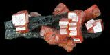 Red Vanadinite Crystals on Manganese Oxide - Morocco #38512-2